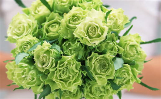 火鸡为何被称为凤凰命的深刻解读