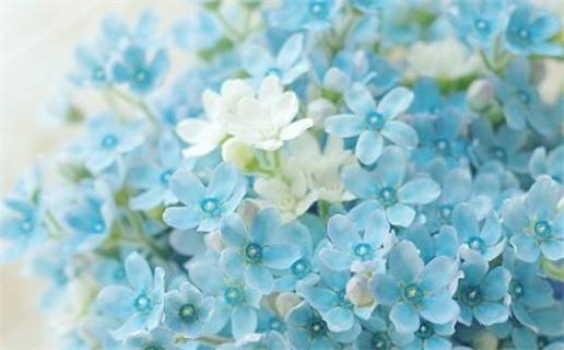 2019年属鼠是什么命